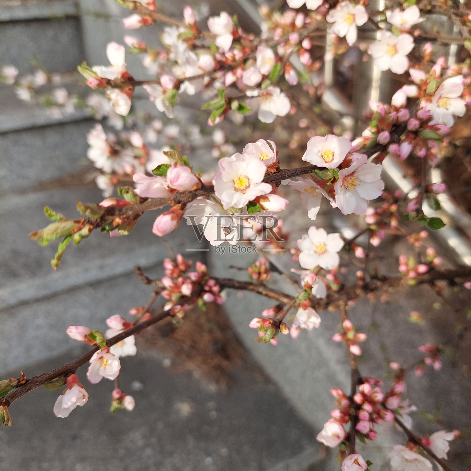 樱花在春天盛开照片摄影图片