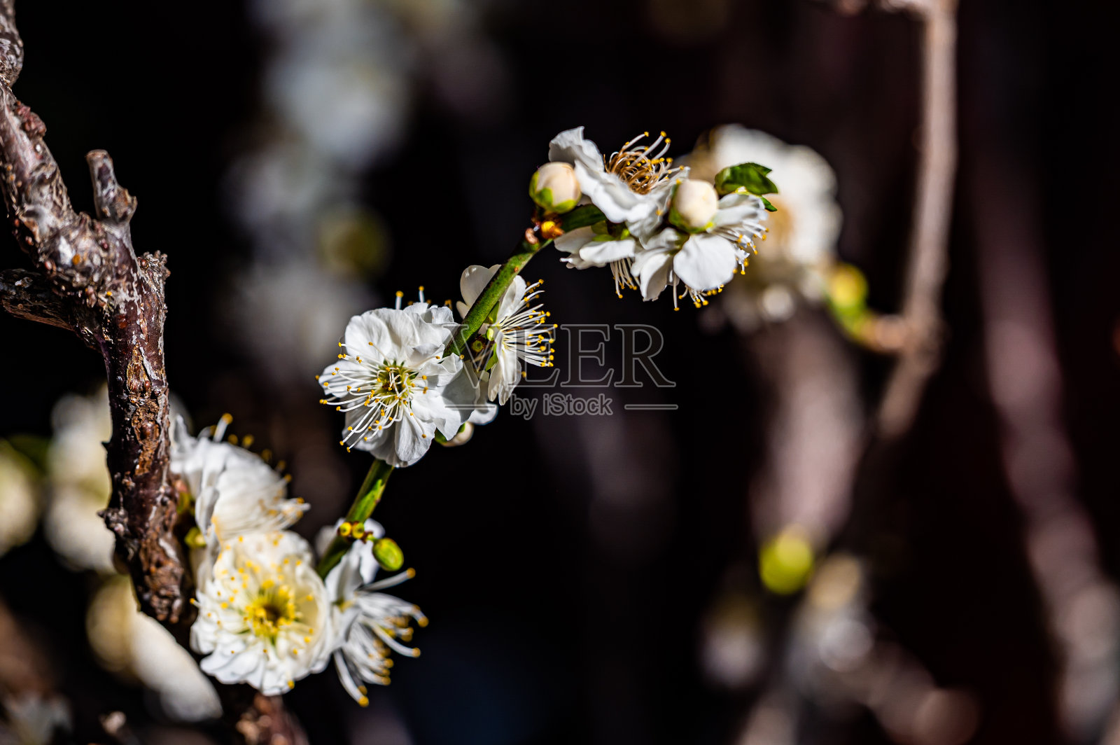梅花照片摄影图片