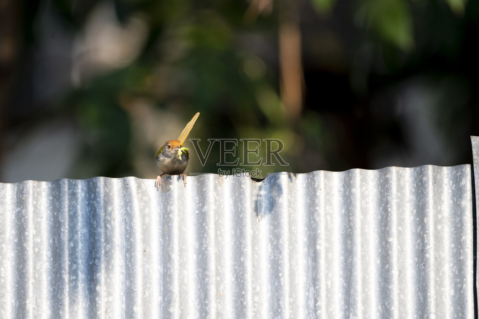 常见的缝叶莺照片摄影图片