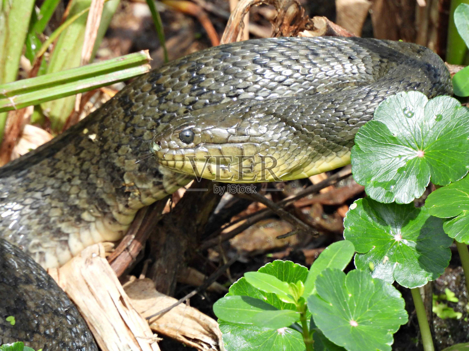佛罗里达绿水蛇(Nerodia Florida)在湿地照片摄影图片