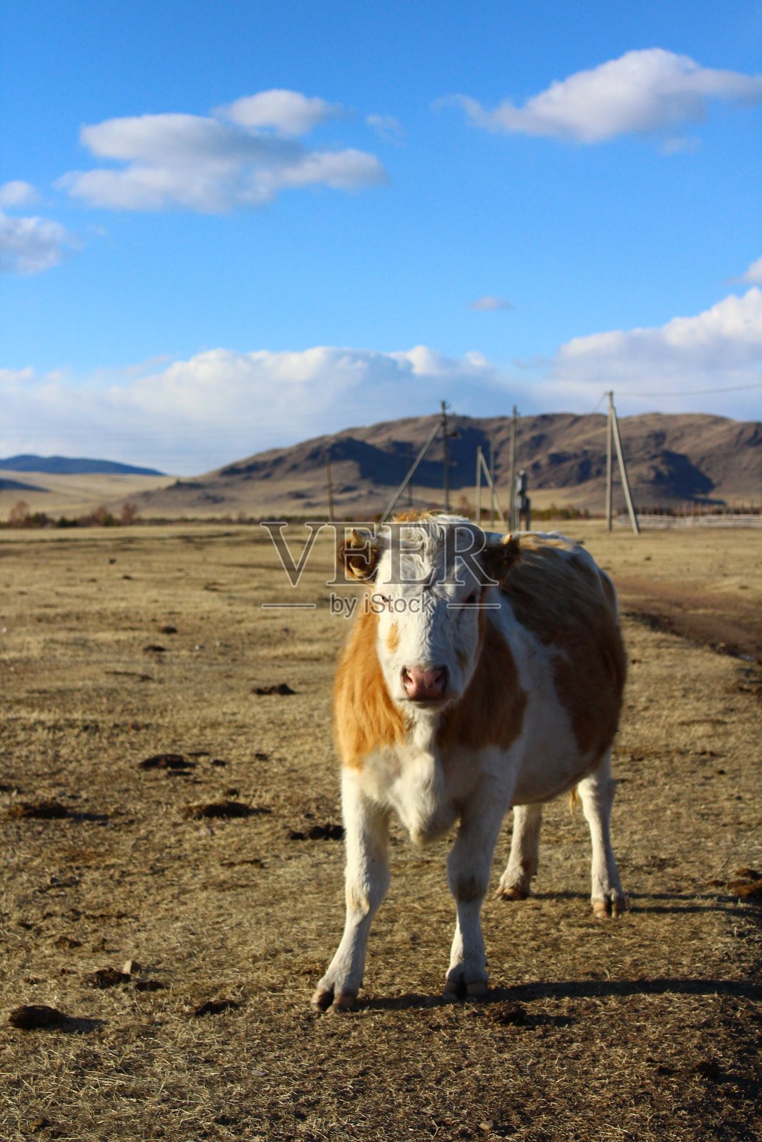 夕阳下牧场上的奶牛照片摄影图片
