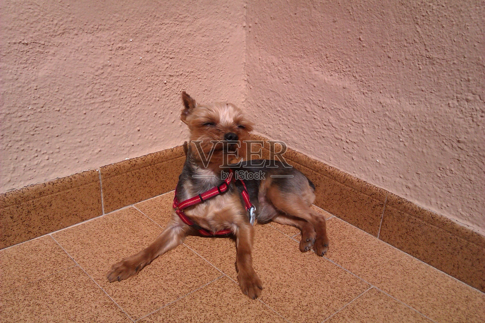 可爱的约克郡梗/小狗照片摄影图片