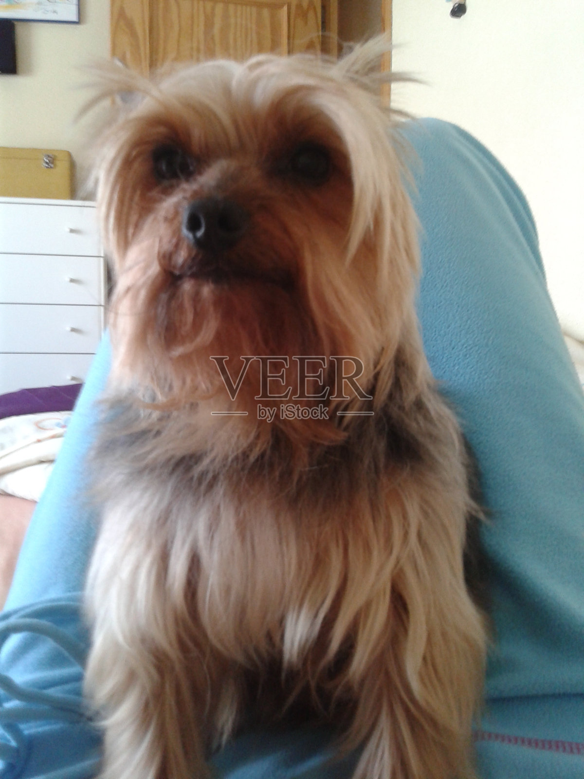 可爱的约克郡梗/小狗照片摄影图片