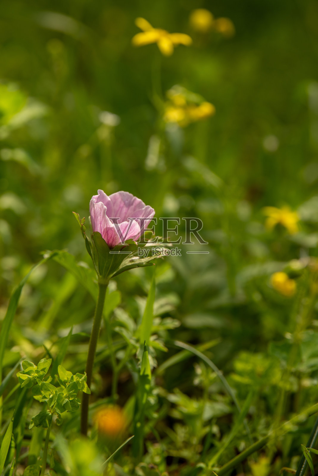 盛开在草地上的美丽野生粉色银莲花照片摄影图片