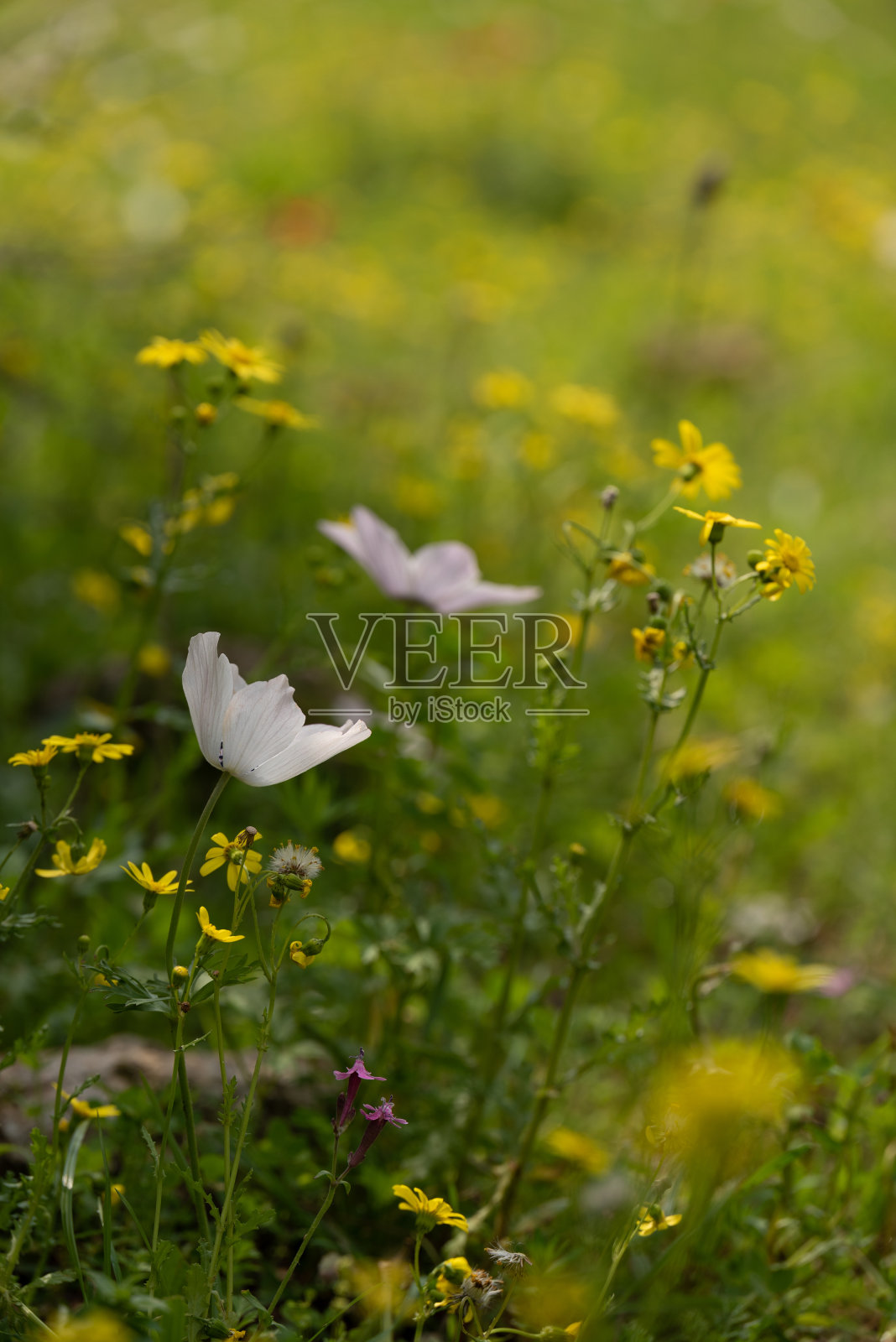 盛开在草地上的美丽野生粉色银莲花照片摄影图片