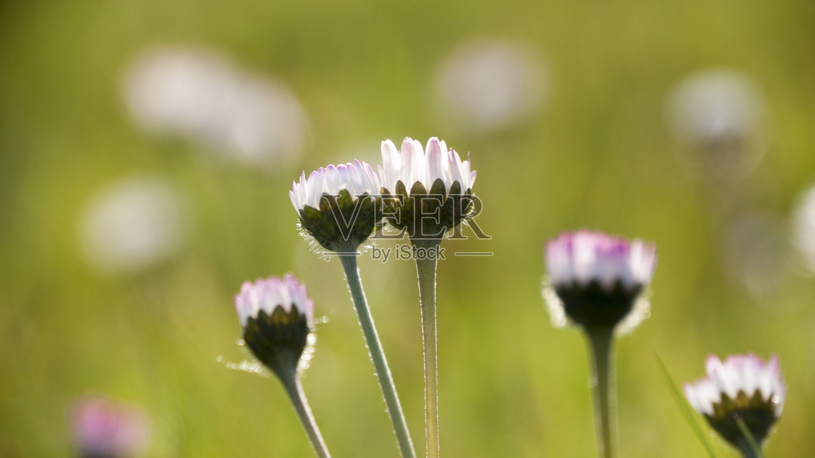 日落时分，绿色的草地上盛开着白色的野雏菊照片摄影图片