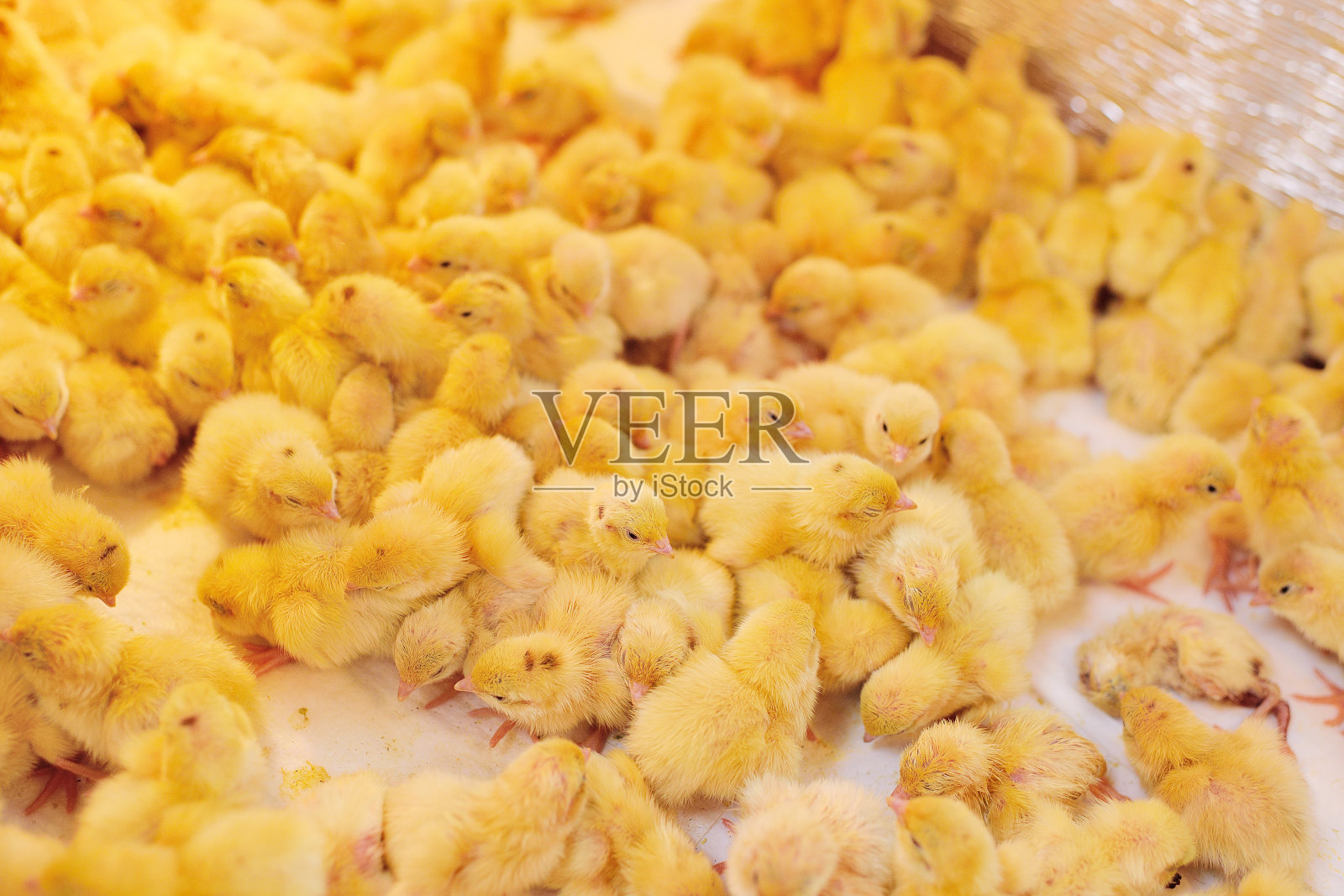 在家禽养殖场的孵卵器中孵化小鸡和鹌鹑照片摄影图片