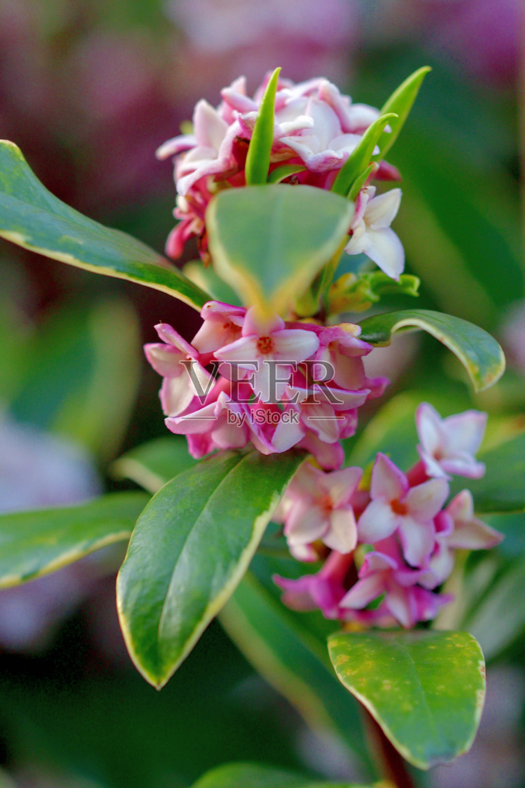 Daphne odona /日本达芙妮照片摄影图片