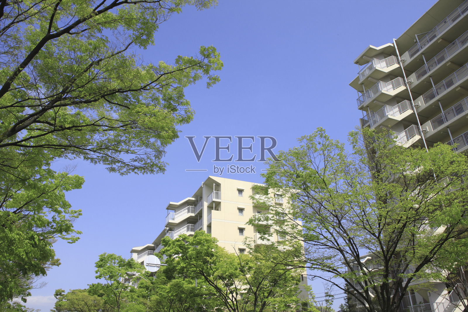 大厦和新鲜的绿叶照片摄影图片