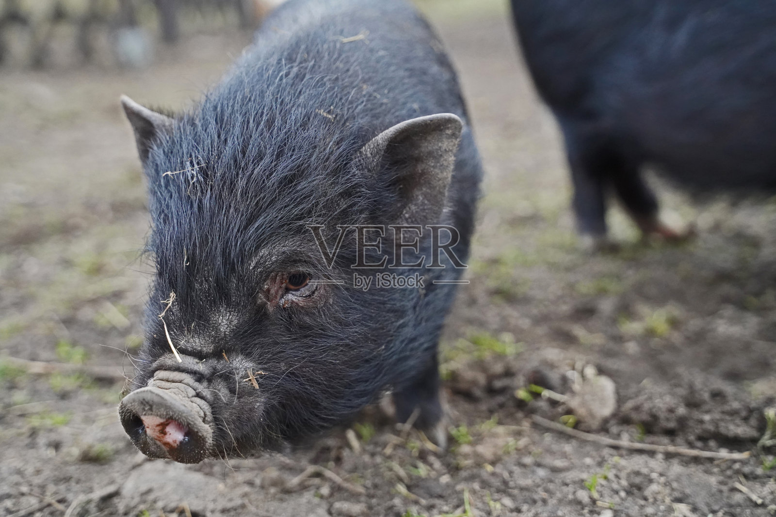 1岁的迷你猪和它们的父母在户外照片摄影图片