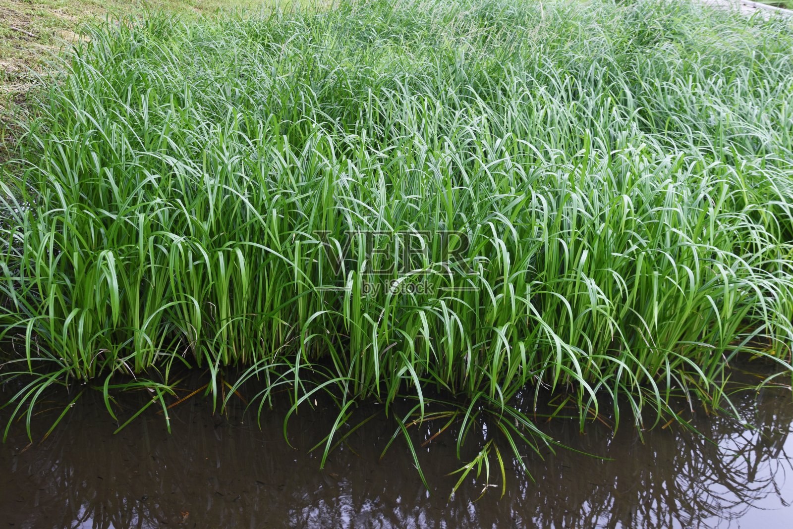 苔属植物dispalata。照片摄影图片