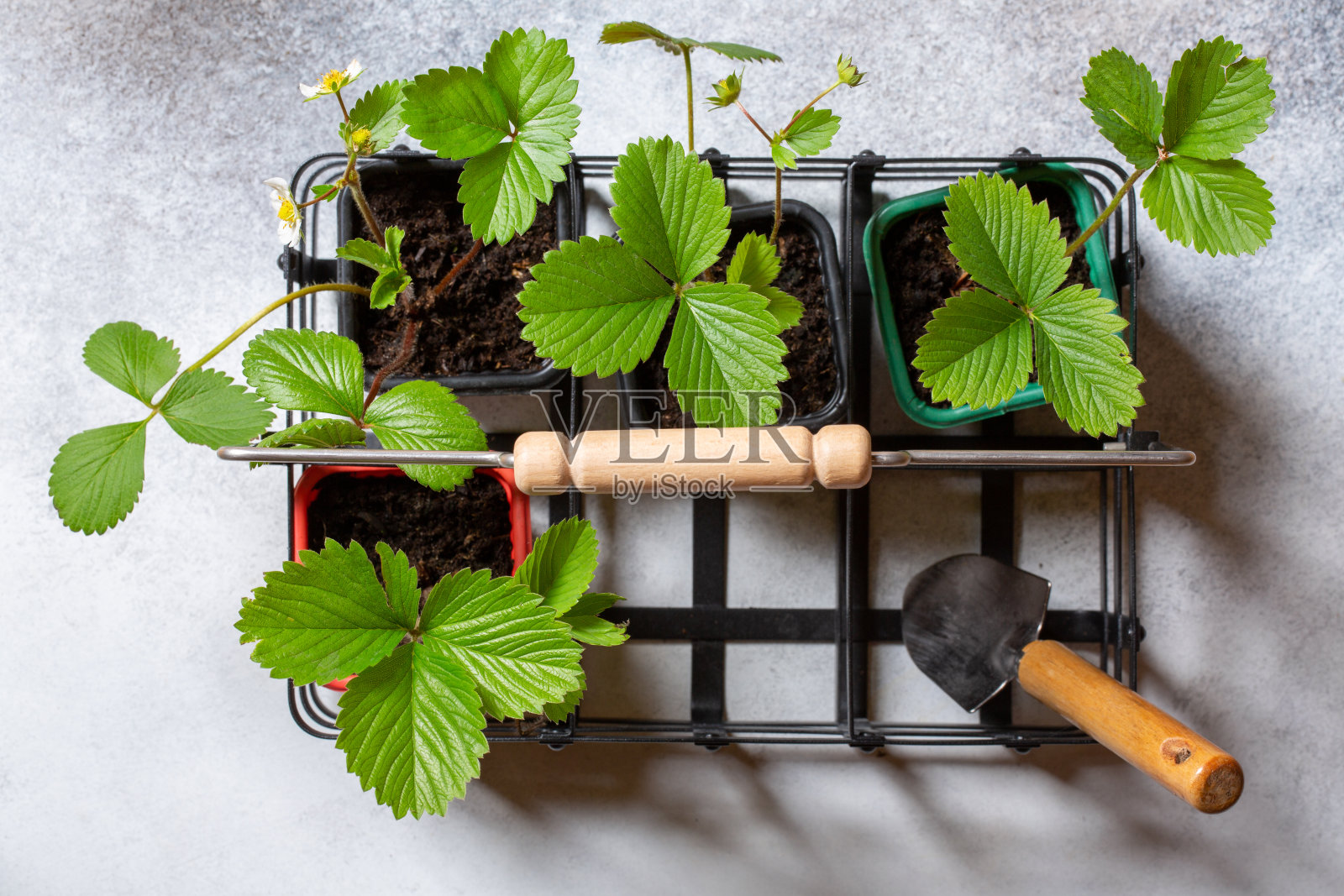 草莓植物在花盆中，在混凝土背景的金属篮子里。幼苗。园艺概念,春天。前视图。照片摄影图片