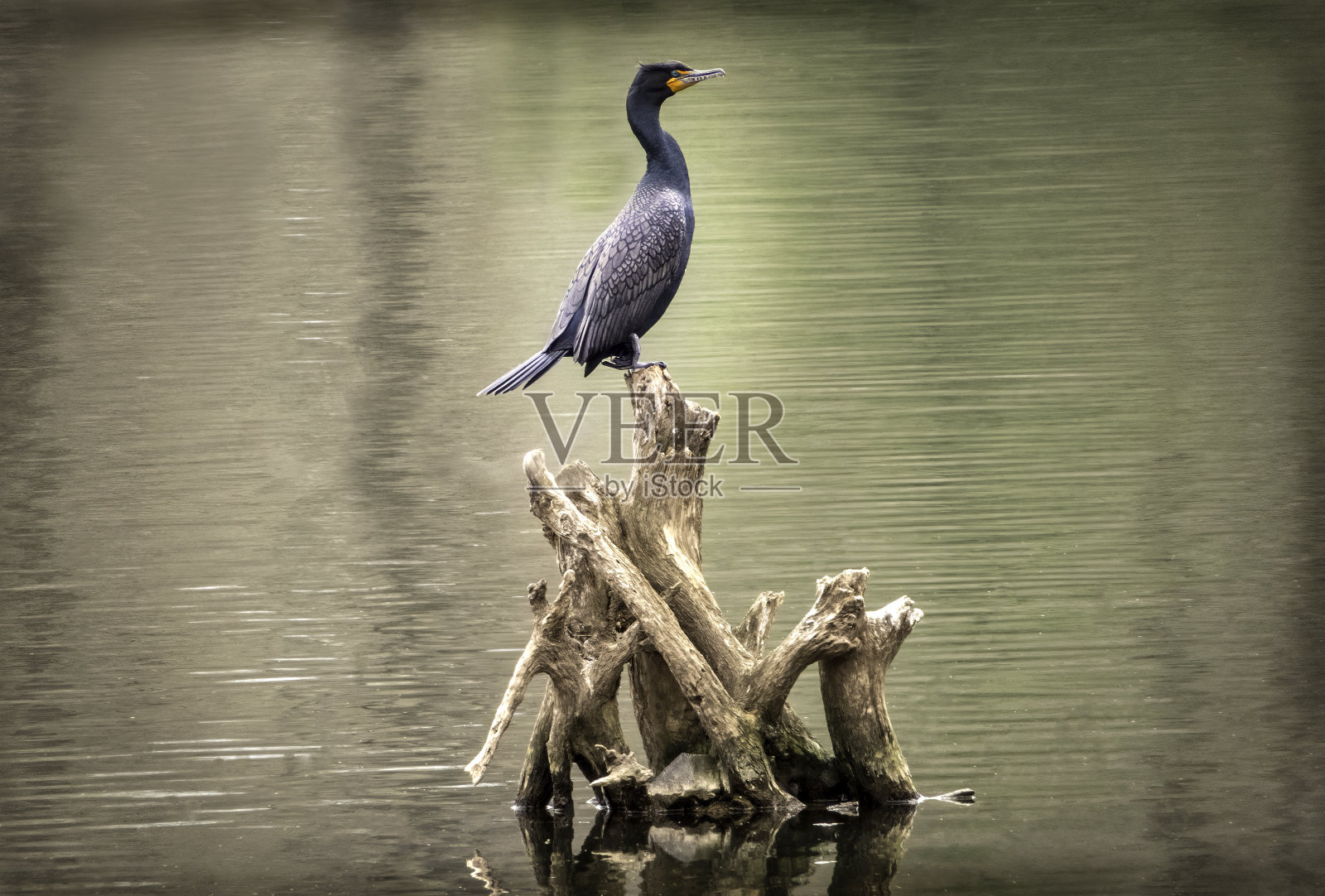 优雅的鸬鹚照片摄影图片