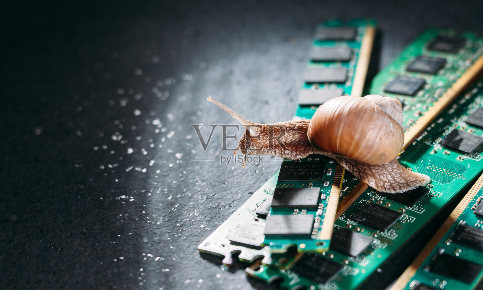 蜗牛在RAM的板条上爬行。旧的过时的记忆。缓慢的RAM。计算机组件。黑暗的背景。照片摄影图片