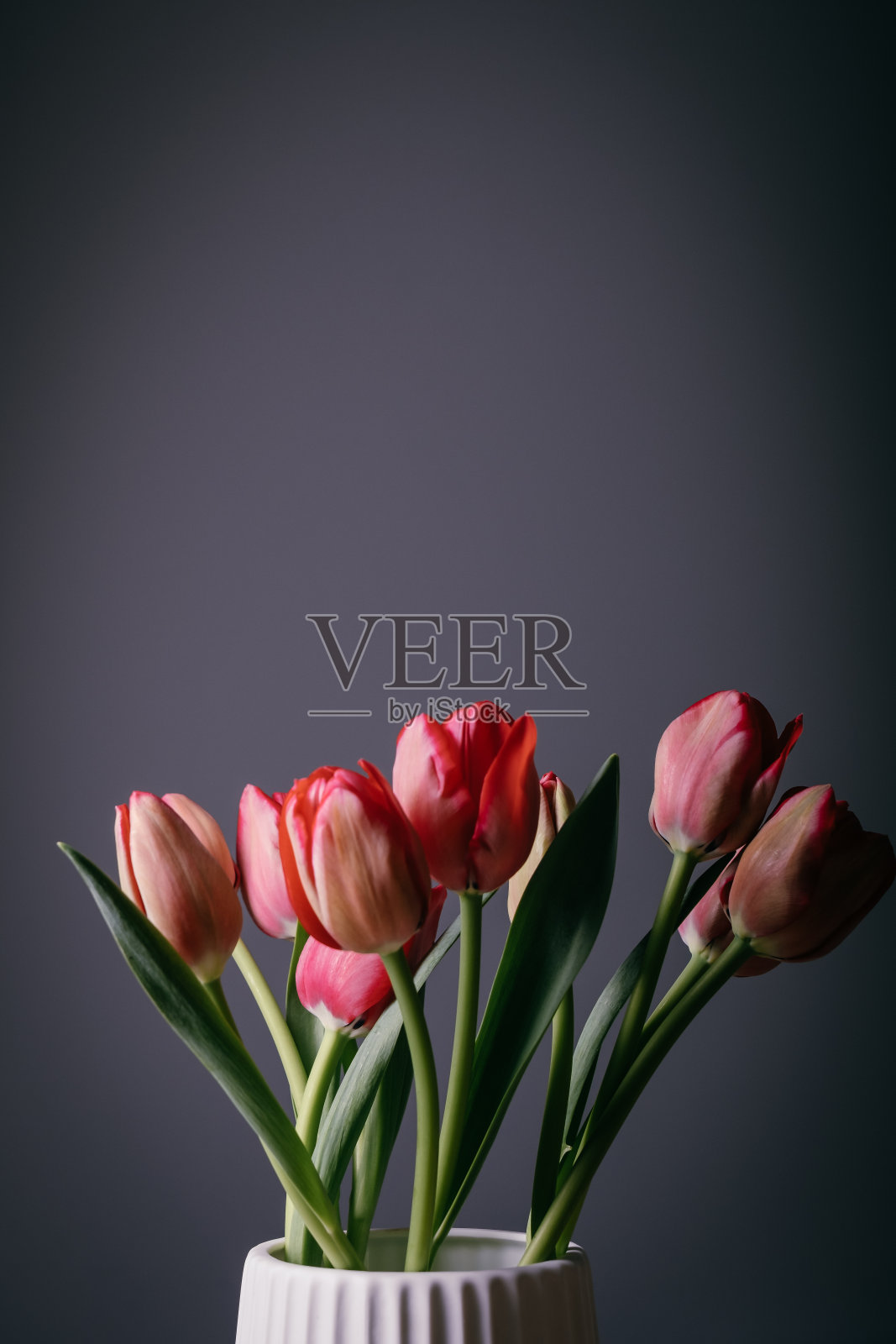 红色郁金香花束在一个白色的花盆孤立在黑色的背景上照片摄影图片