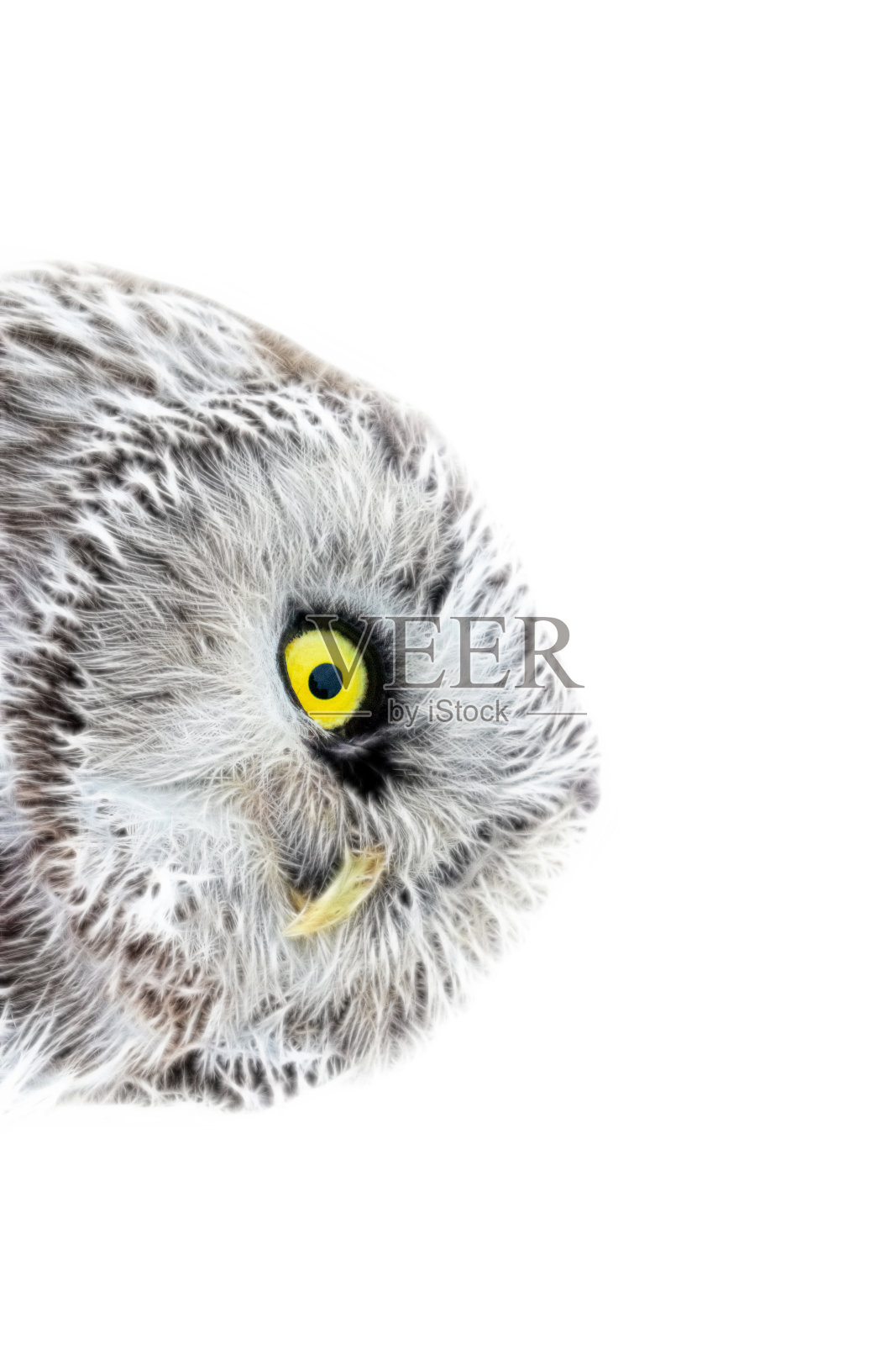 猫头鹰的画像。计算机绘图照片摄影图片