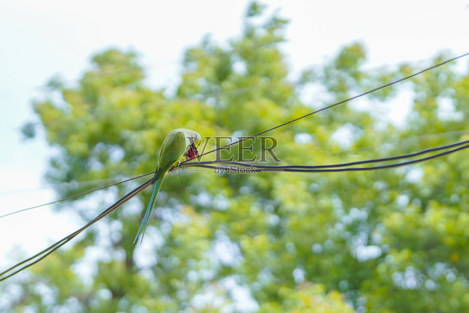 一只印度鹦鹉坐在电线上照片摄影图片