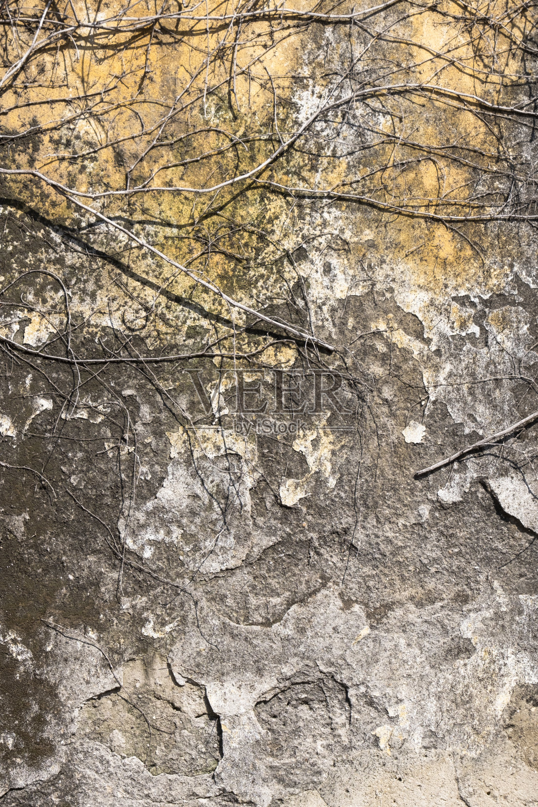旧建筑的墙面脏兮兮，灰泥和油漆剥落。艾薇干树枝。照片摄影图片