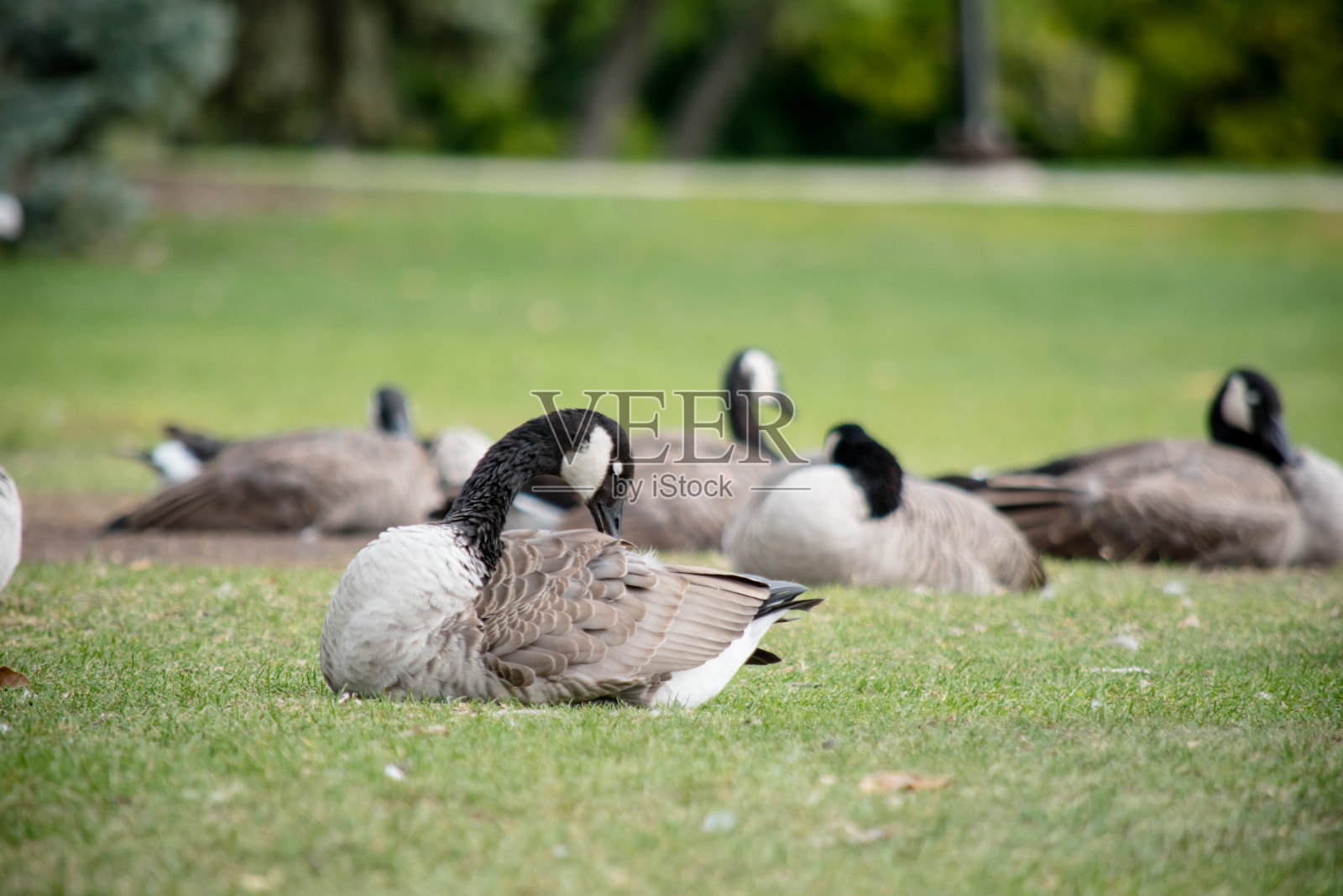 在城市公园里修剪鹅照片摄影图片