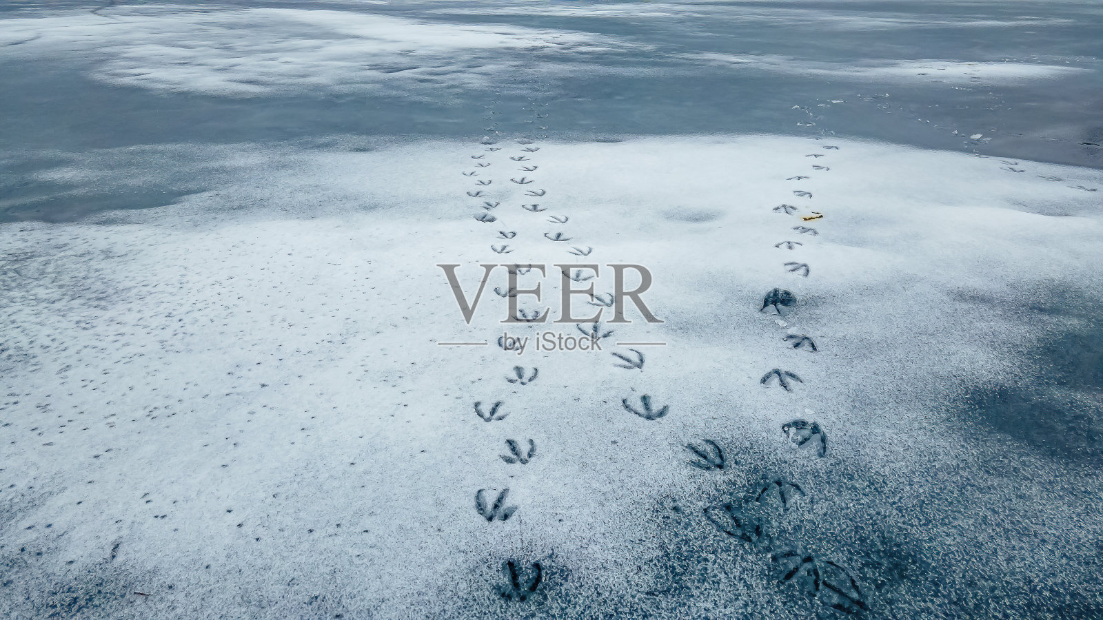 冻僵的池塘上有木鸭的足迹照片摄影图片