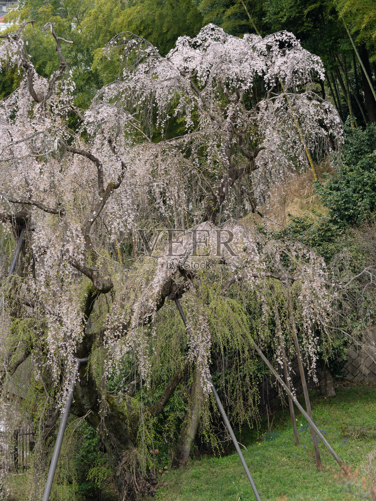 日本多摩市，一棵樱桃树在清晨垂柳。这棵树已经有将近200年的历史了。照片摄影图片