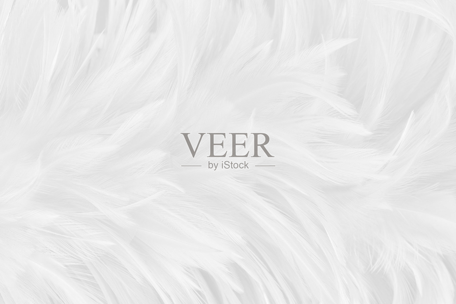 美丽的白灰色鸟羽毛图案纹理背景。照片摄影图片