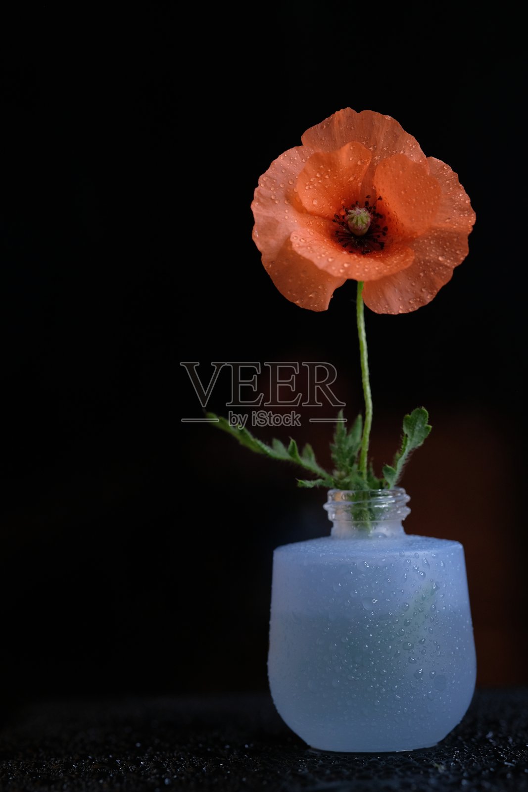 一朵红色的罂粟花站在一个蓝色的瓶子里。照片摄影图片