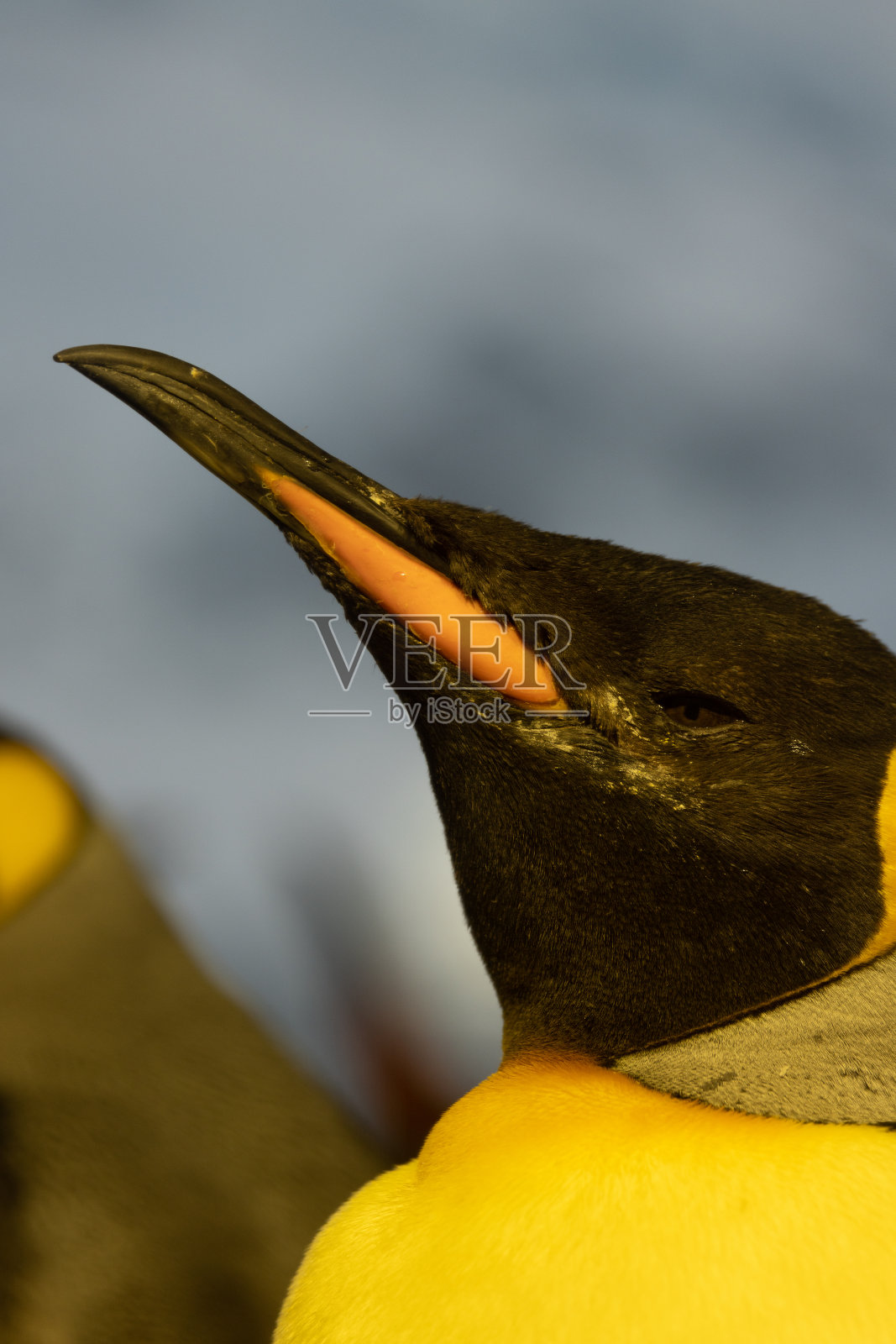 一幅王企鹅的肖像，也被称为Aptenodytes patagonicus。这是一种多美丽的动物，主要生活在南极地区。照片摄影图片