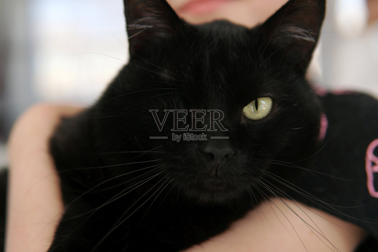 独眼黑猫。病猫。一个绿色的眼睛照片摄影图片