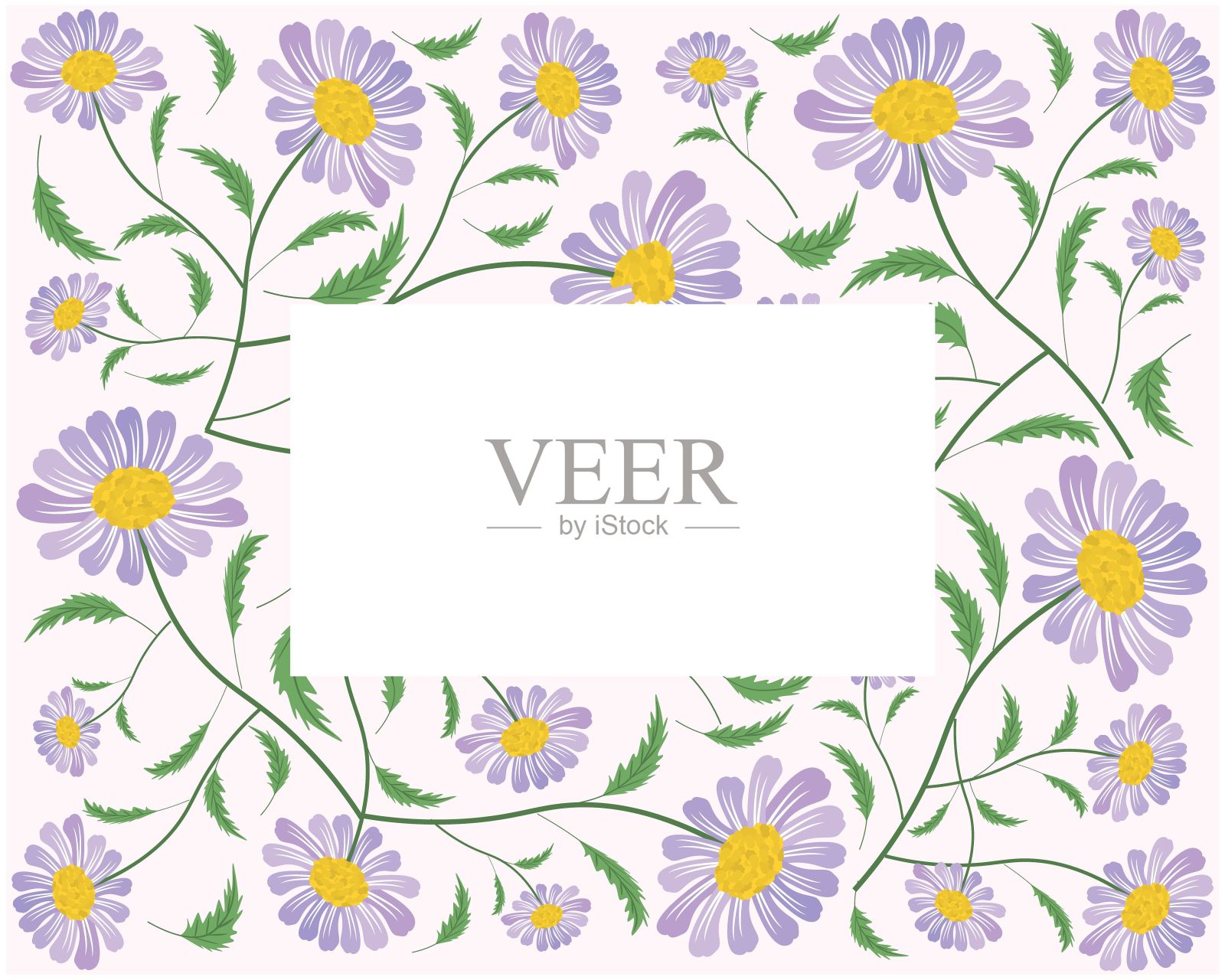 框架的新鲜和美丽的紫色雏菊花插画图片素材