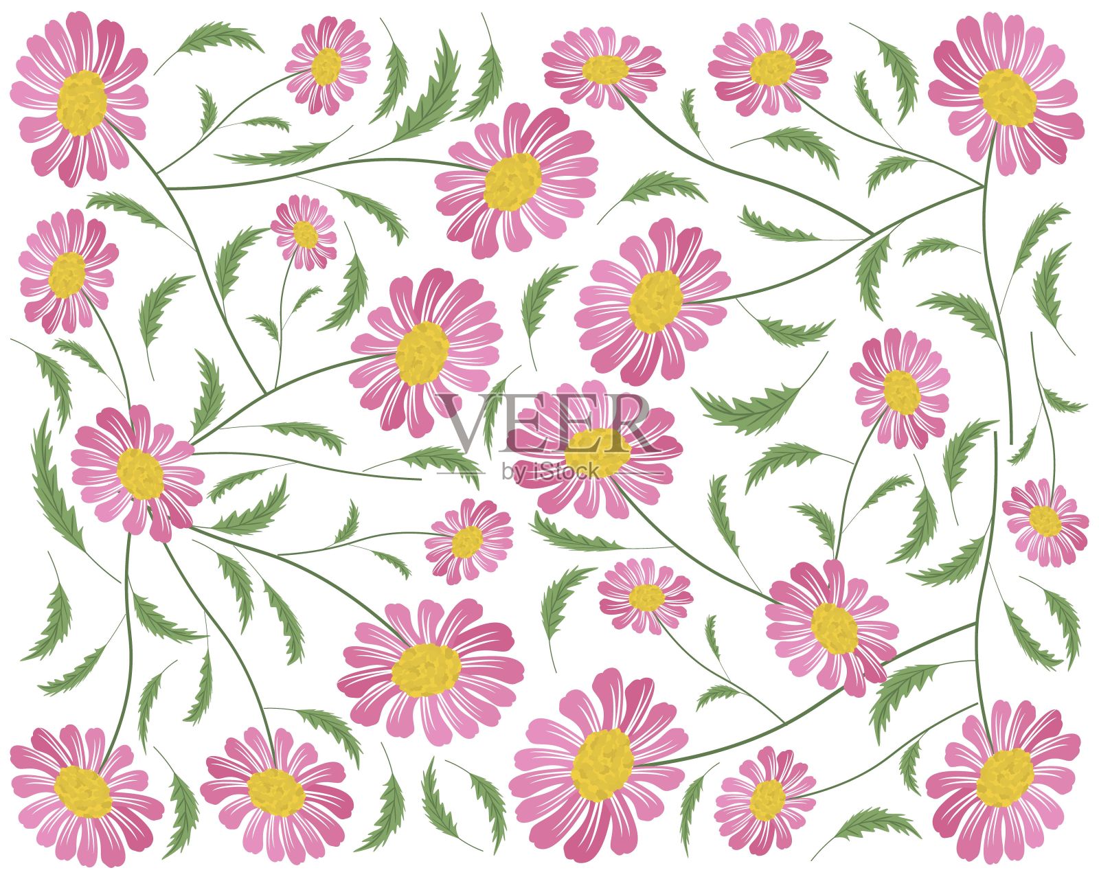 背景的新鲜和美丽的粉红色雏菊花插画图片素材