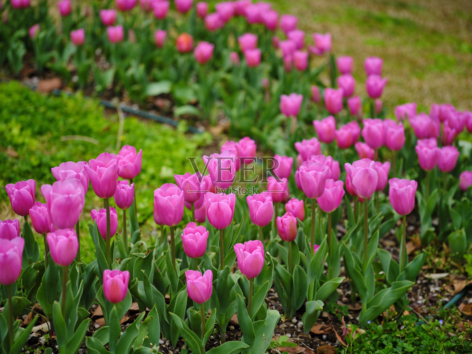 自然公园里的粉色郁金香照片摄影图片