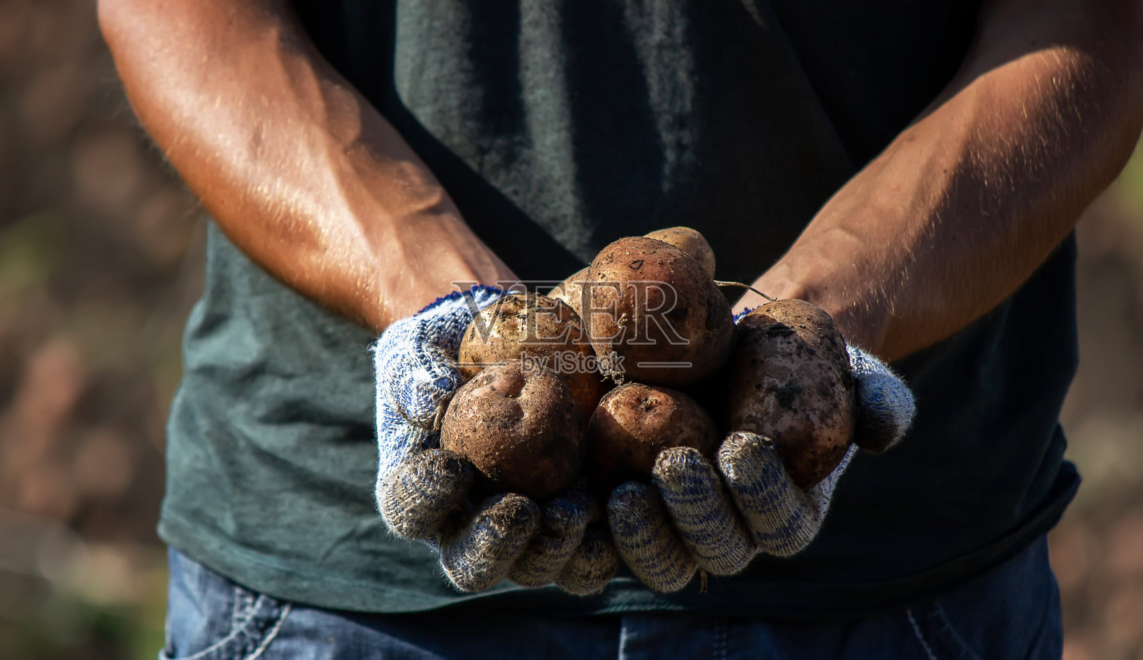 新鲜收获的有机土豆。农民在花园照片摄影图片