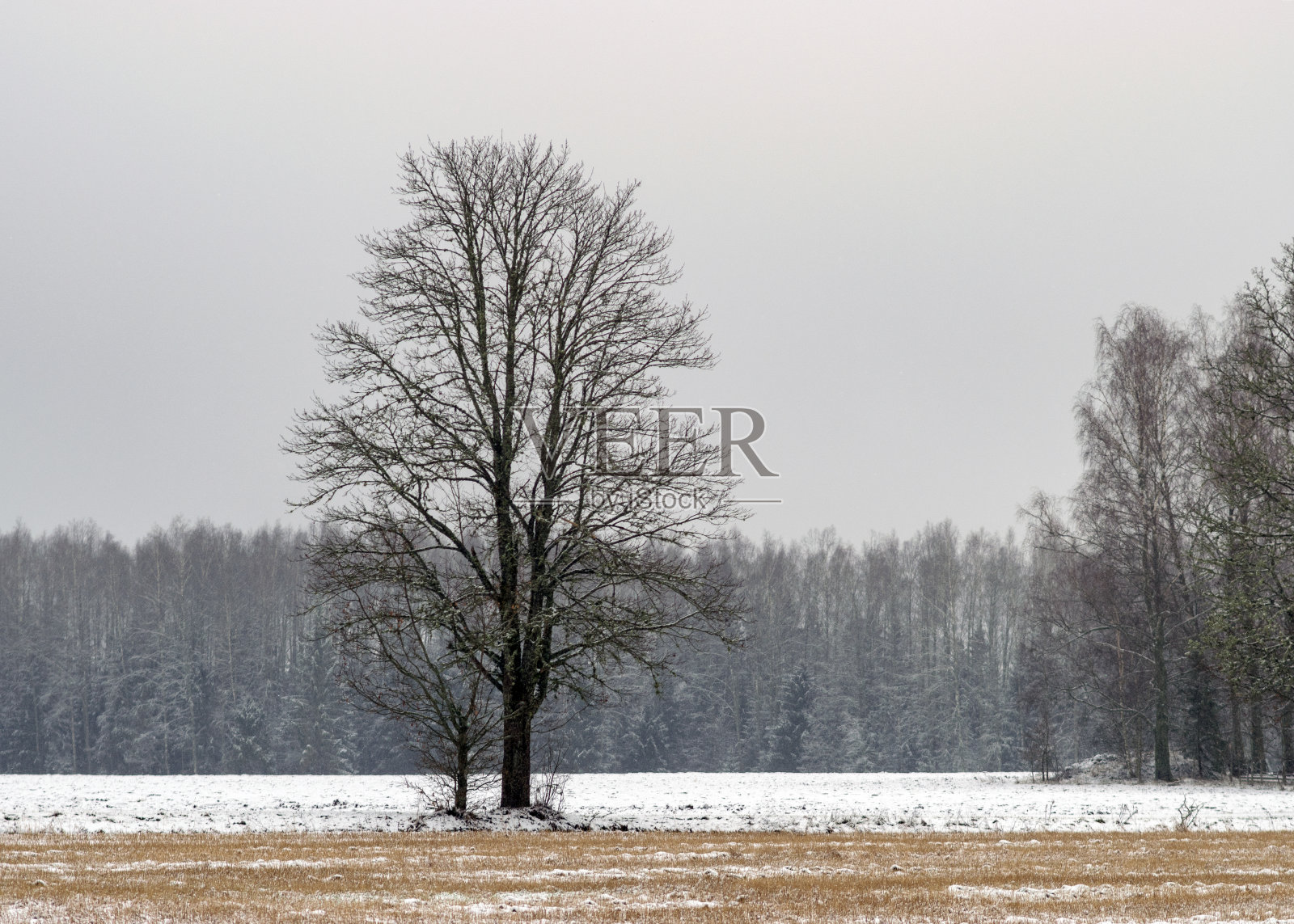 前景是雪景，树木和田野被雪覆盖，冬天照片摄影图片