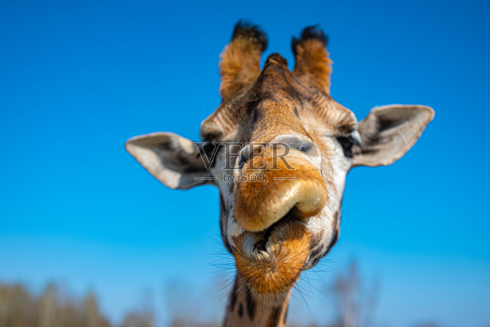 有趣的近距离彩色长颈鹿头与蓝色的天空作为背景色照片摄影图片