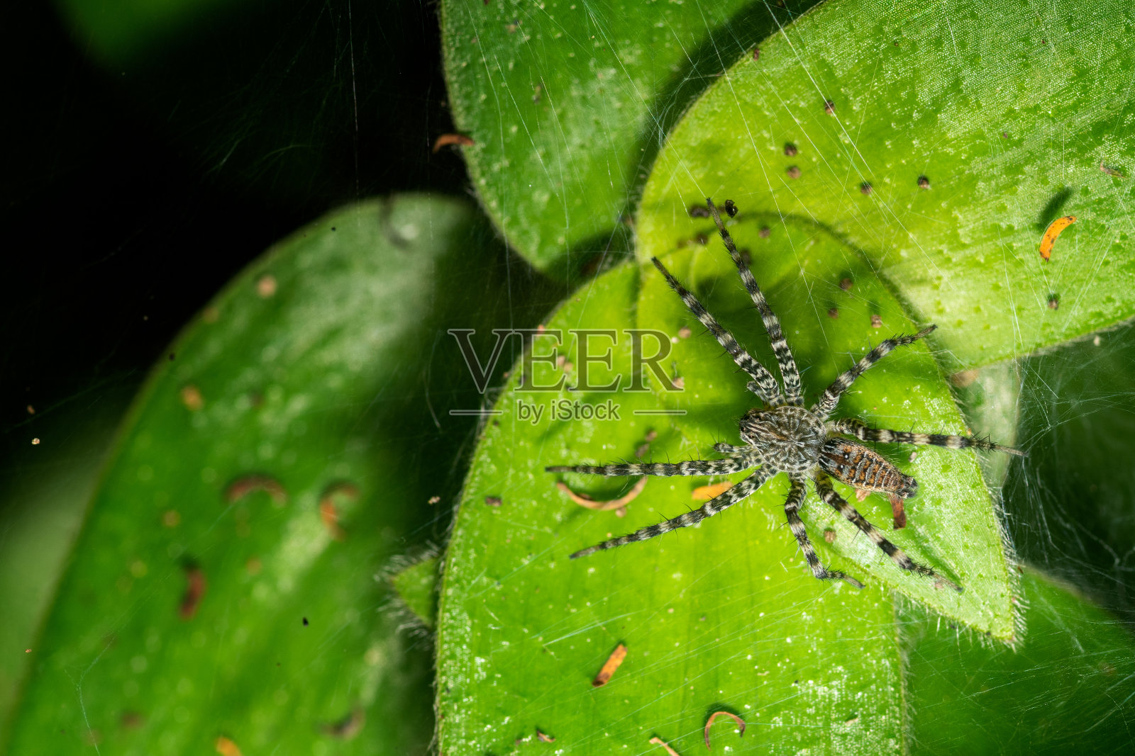 蜘蛛在树上跳照片摄影图片