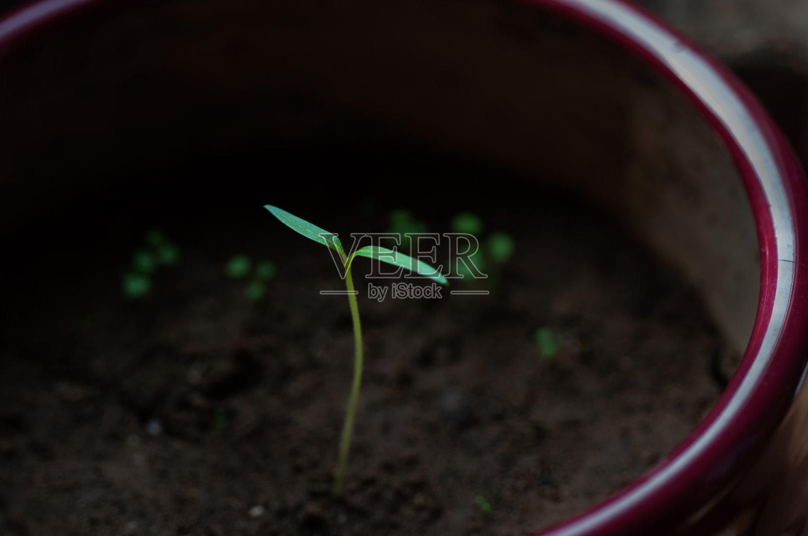 植物幼苗在早晨的阳光下生长缓慢照片摄影图片