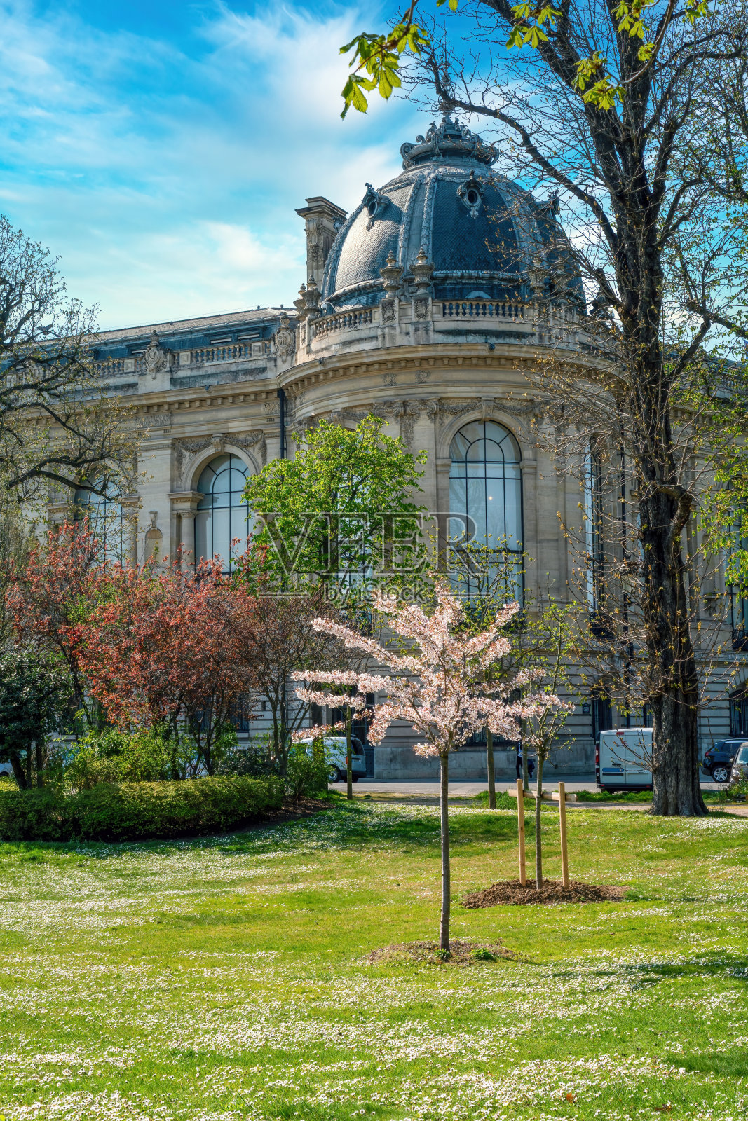 小皇宫博物馆的后视图和盛开着粉红色花朵的樱桃树——巴黎照片摄影图片