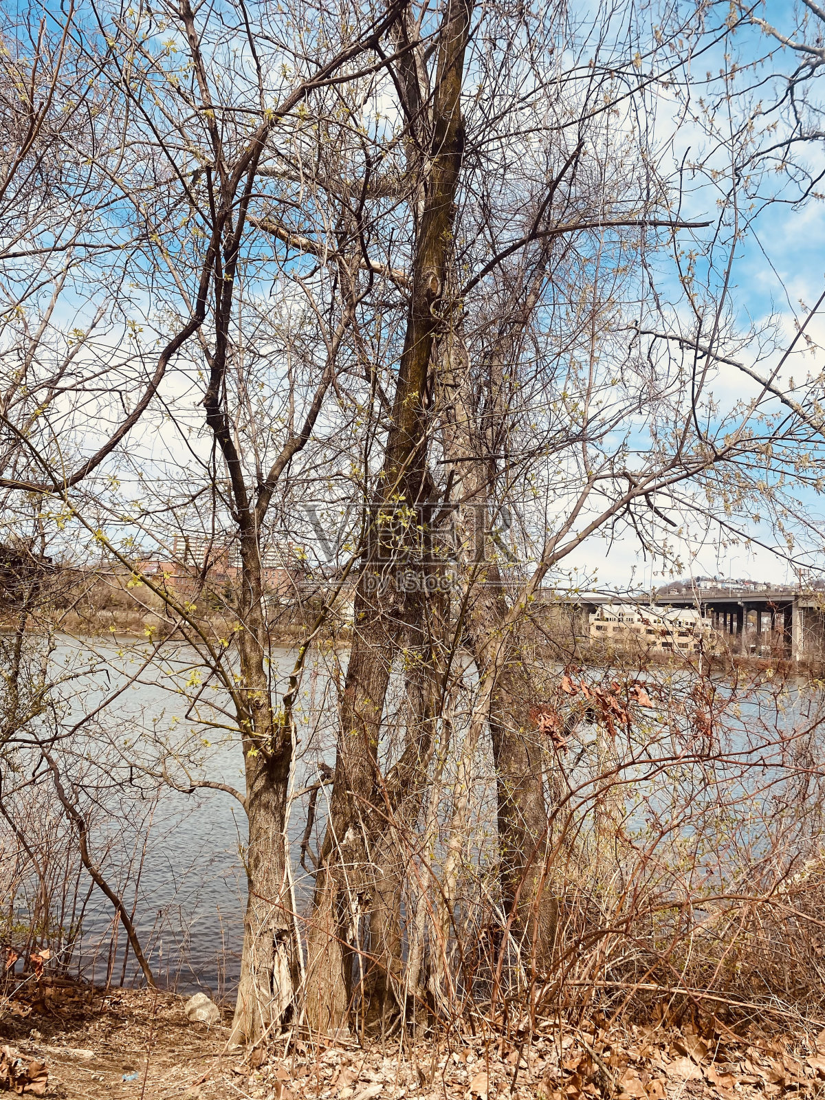 老树美丽的河照片摄影图片