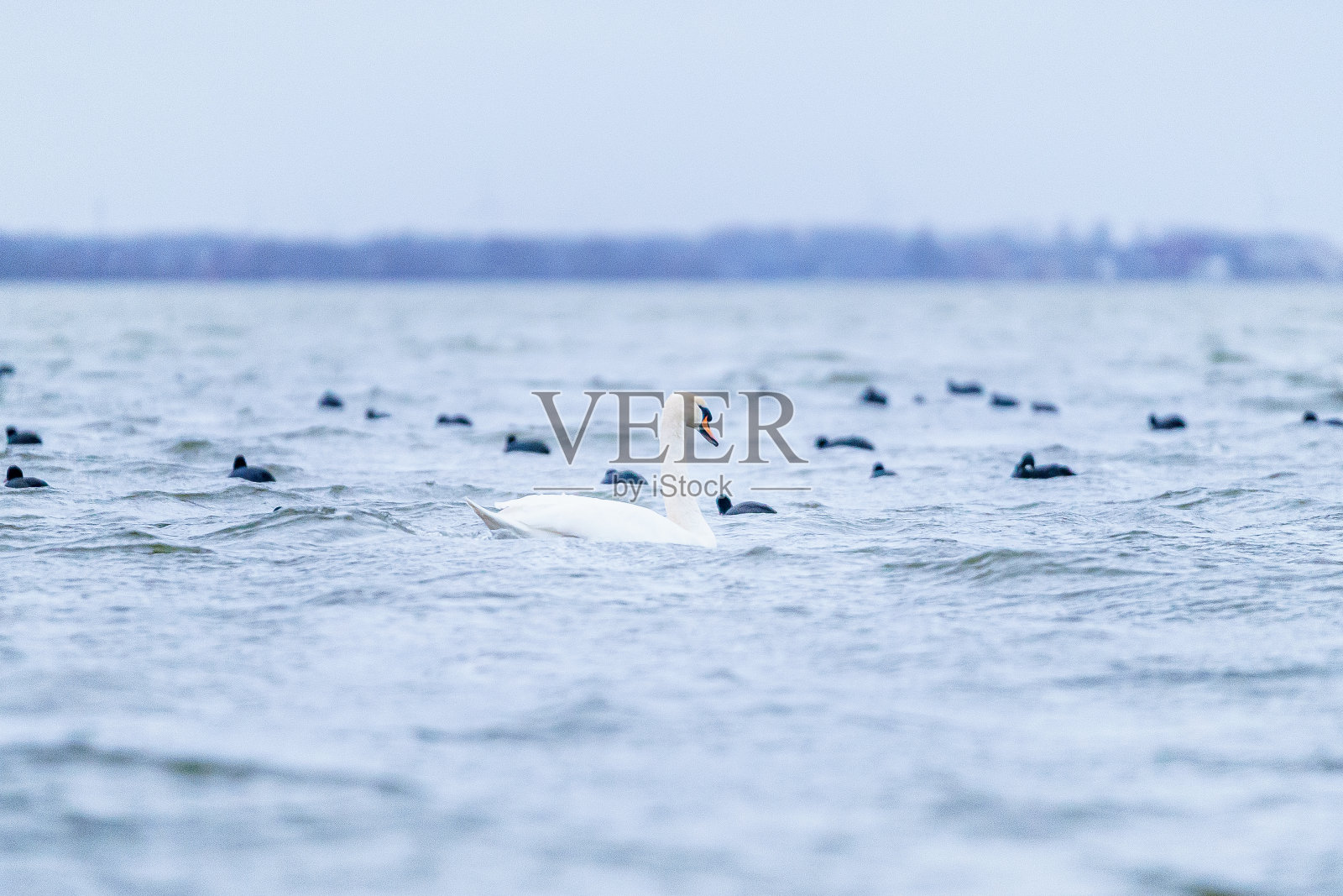 雄伟的白天鹅哑巴在大风中漂浮在大湖的其他鸟类照片摄影图片
