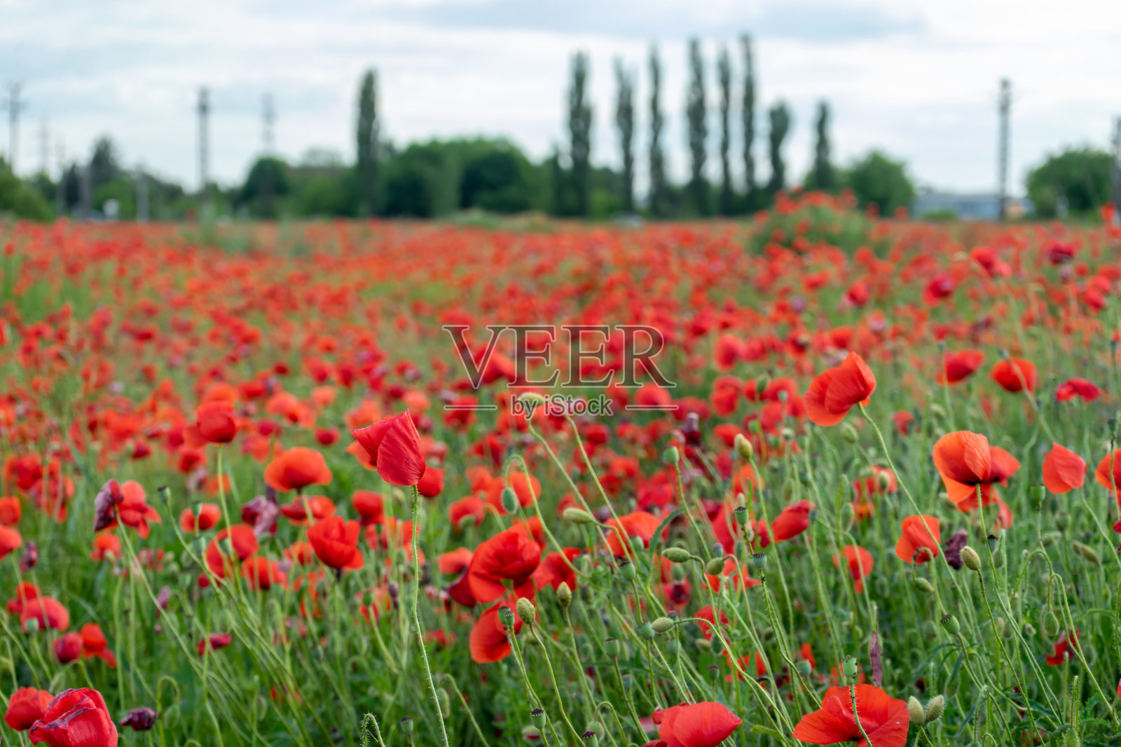 罂粟田的景色照片摄影图片