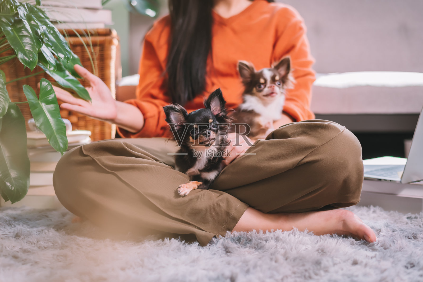 美丽的亚洲女人梳理狗毛与爱，小狗照顾，宠物爱人的概念。照片摄影图片