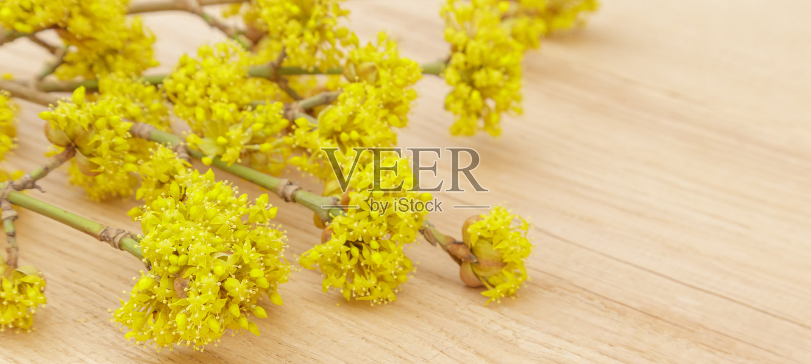 春天的黄色花山茱萸或欧洲山茱萸树在质朴的木质背景上。具有复制空间的选择性焦点照片摄影图片