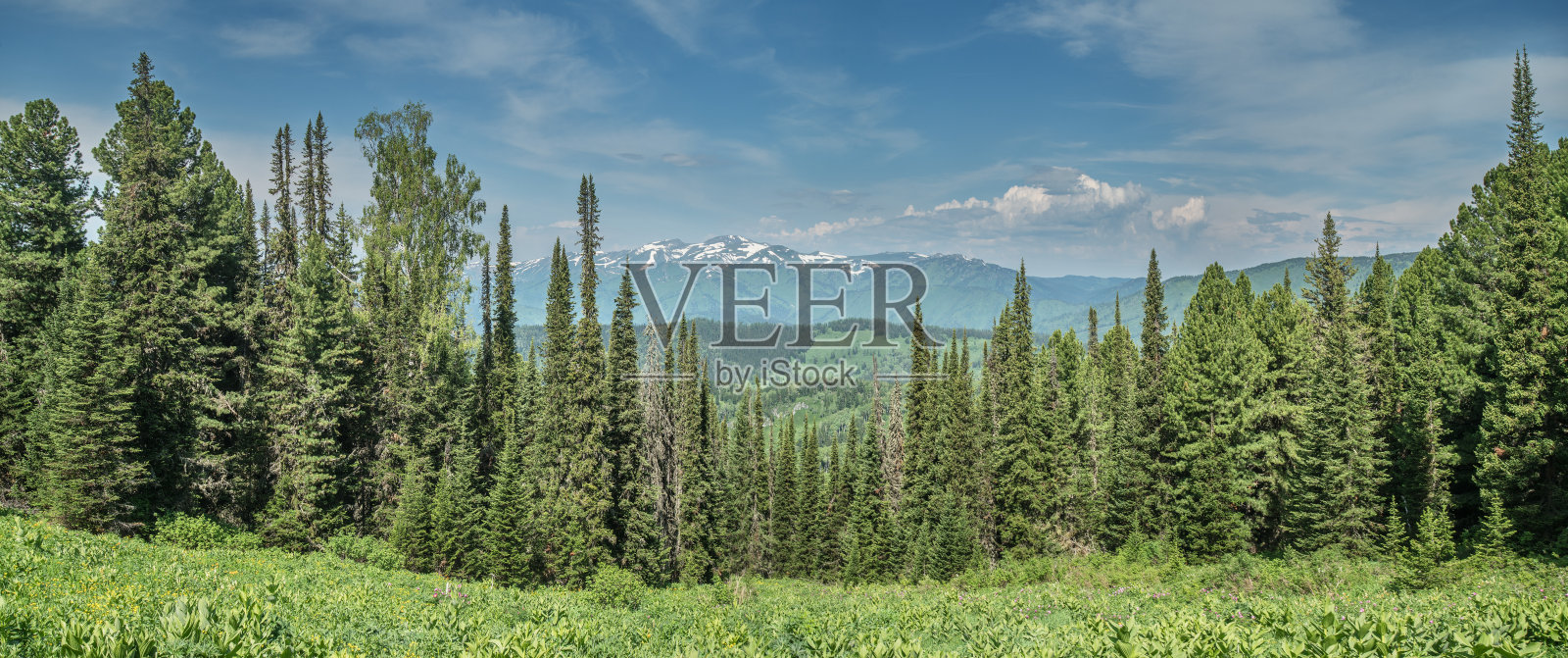 山上的针叶林和山峰在雪，夏天的绿色，全景照片摄影图片
