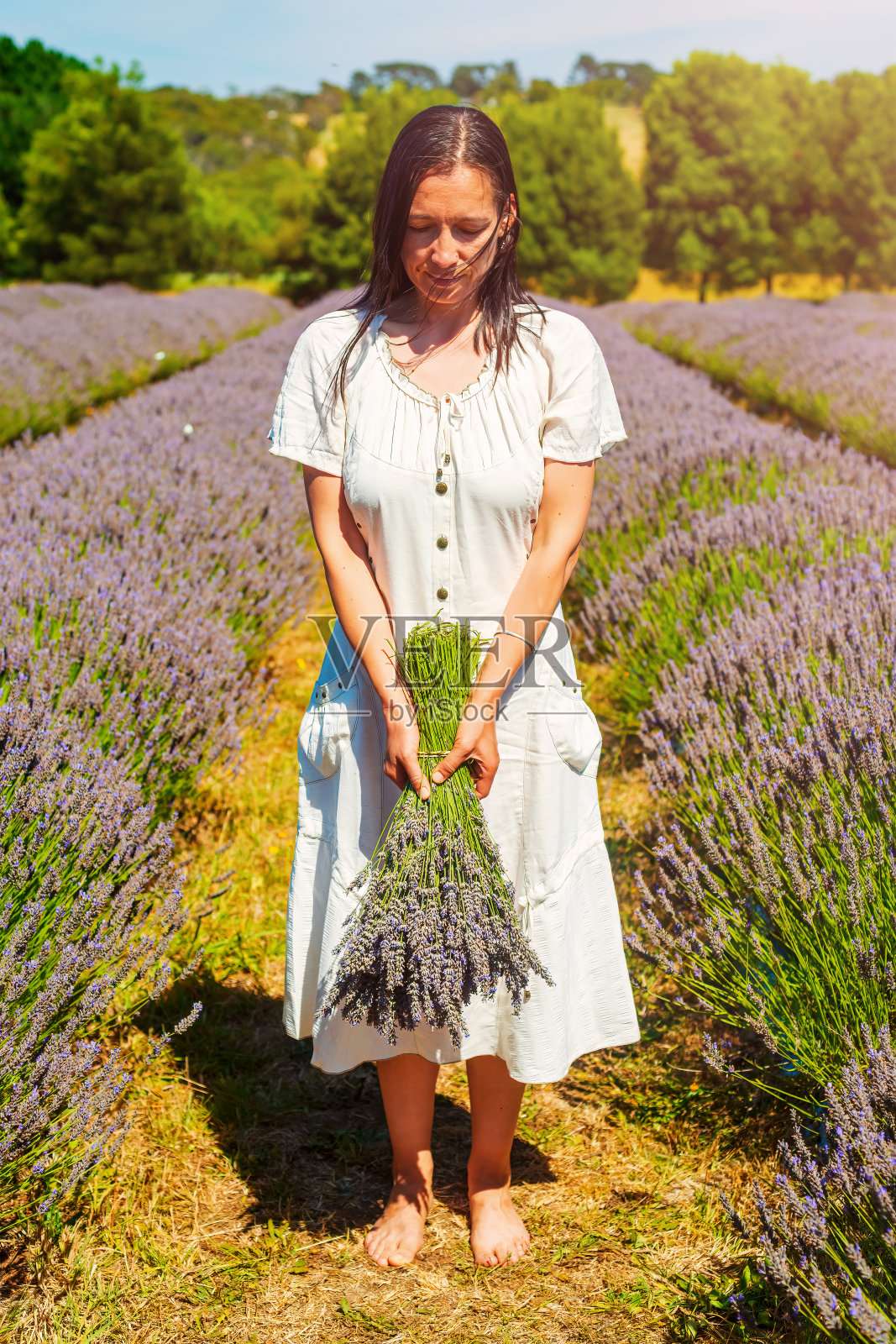 拿着一束薰衣草的中年妇女。薰衣草收割。薰衣草农场。照片摄影图片