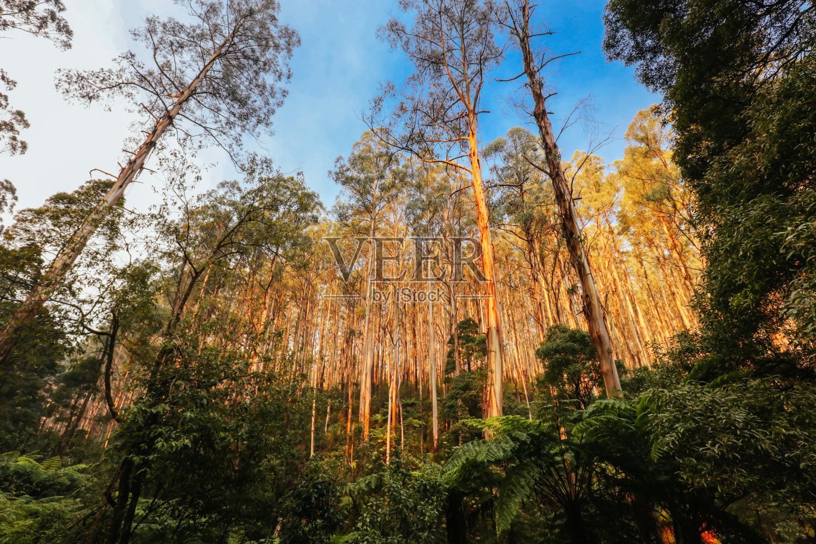 澳大利亚纳贝松附近的黑刺照片摄影图片