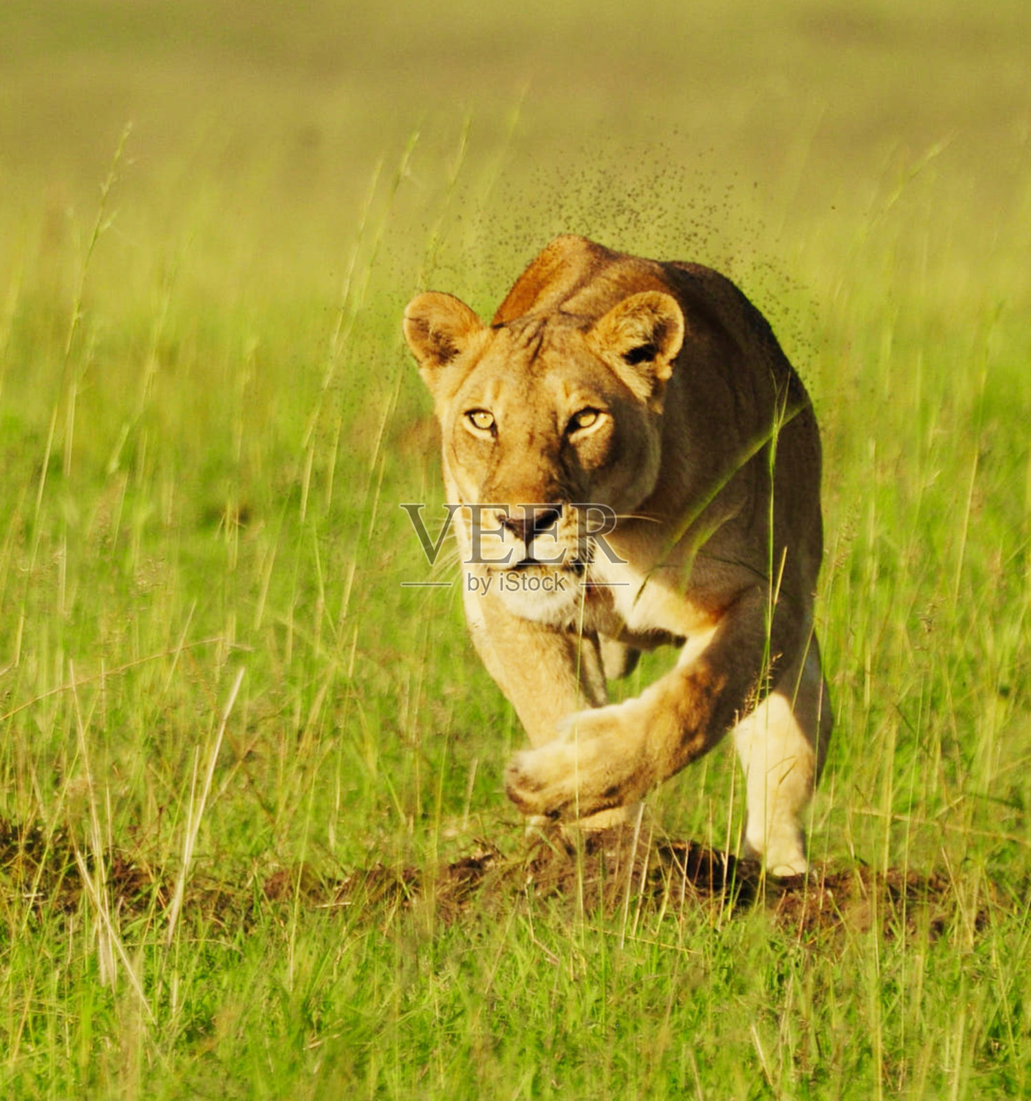 美丽的乌干达野生动物图片照片摄影图片