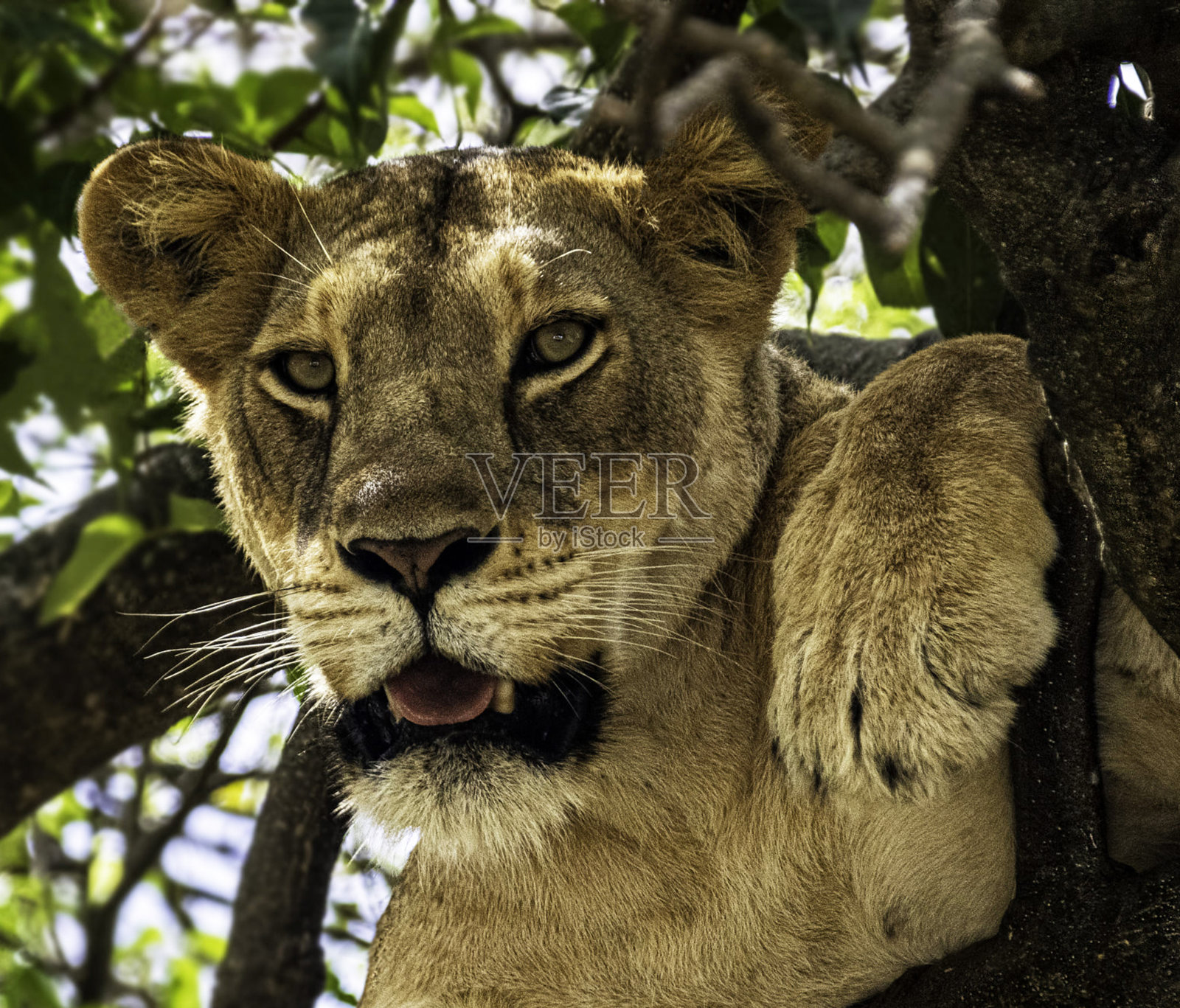 美丽的乌干达野生动物图片照片摄影图片