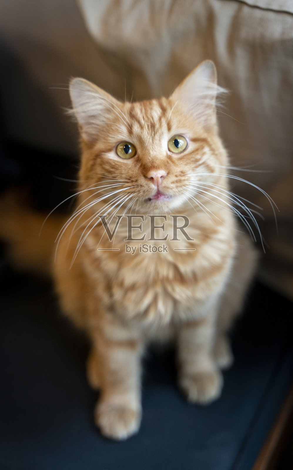 可爱的小黄猫看着黄色的眼睛库存照片照片摄影图片