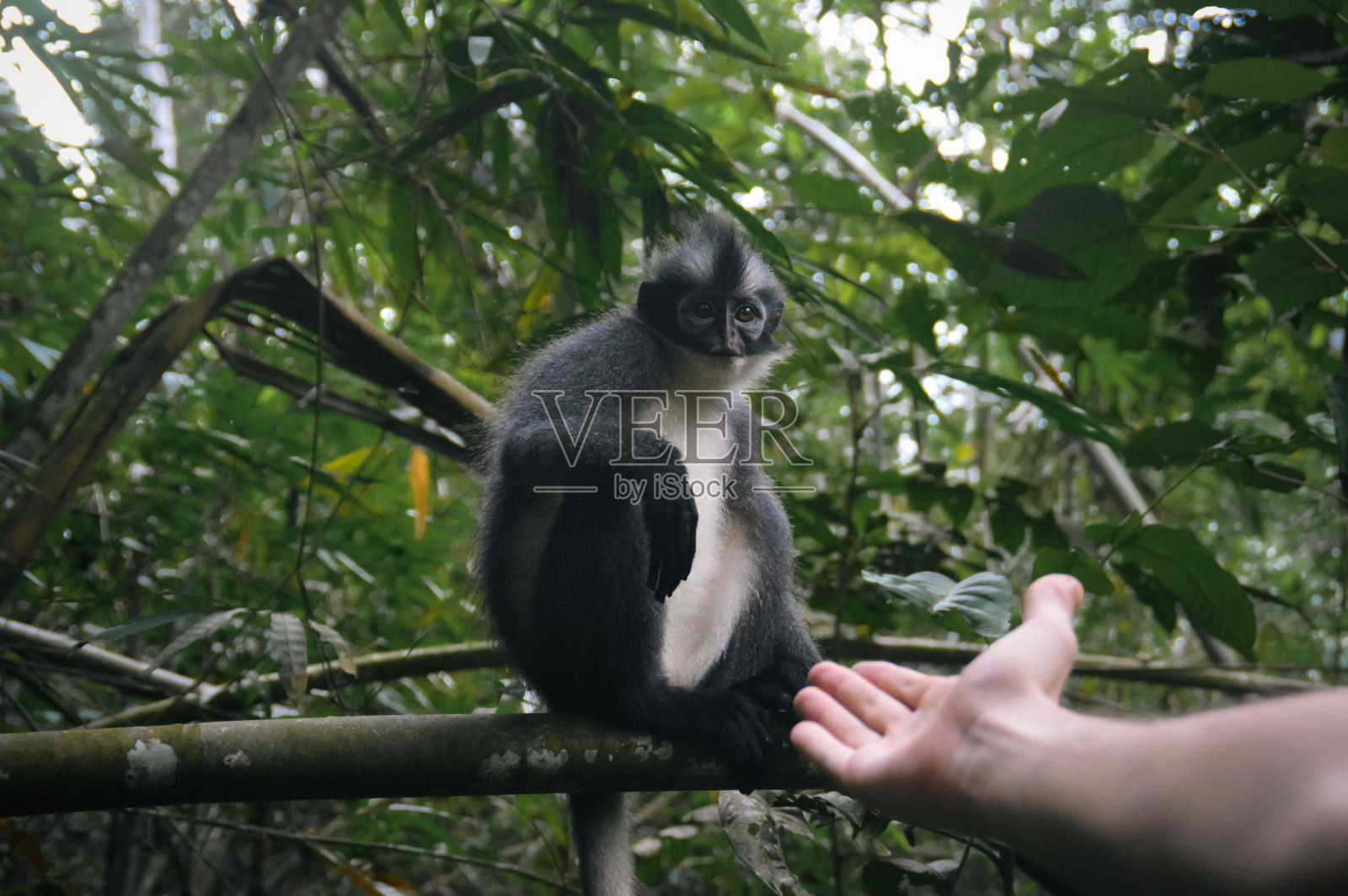汤氏叶猴或汤氏叶猴照片摄影图片